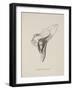 Armchairia Confortablis. Illustration From Nonsense Botany by Edward Lear, Published in 1889.-Edward Lear-Framed Giclee Print