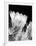 Armed and Beautiful BW-Douglas Taylor-Framed Photographic Print