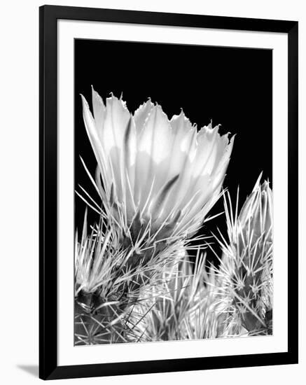 Armed and Beautiful BW-Douglas Taylor-Framed Photographic Print