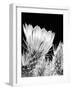 Armed and Beautiful BW-Douglas Taylor-Framed Photographic Print