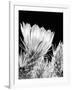 Armed and Beautiful BW-Douglas Taylor-Framed Photographic Print