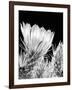 Armed and Beautiful BW-Douglas Taylor-Framed Photographic Print