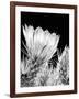 Armed and Beautiful BW-Douglas Taylor-Framed Photographic Print