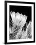 Armed and Beautiful BW-Douglas Taylor-Framed Photographic Print