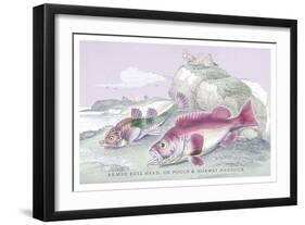 Armed Bull Head-Robert Hamilton-Framed Art Print