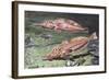 Armed Gurnard (Peristedion Cataphractum), Peristediidae-null-Framed Giclee Print