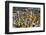 Armenia Ghat Flower Market, Kolkata (Calcutta), West Bengal, India, Asia-Tony Waltham-Framed Photographic Print