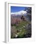 Armenian Church of the Holy Cross, on Akdamar Island, Beside Lake Van, Anatolia, Turkey-Woolfitt Adam-Framed Photographic Print