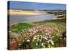 Armeria Pungens Blossom. Costa Vicentina Nature Park, Portugal, Wild Atlantic Coast in Europe-Mauricio Abreu-Stretched Canvas