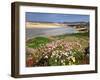 Armeria Pungens Blossom. Costa Vicentina Nature Park, Portugal, Wild Atlantic Coast in Europe-Mauricio Abreu-Framed Photographic Print