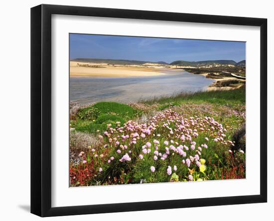 Armeria Pungens Blossom. Costa Vicentina Nature Park, Portugal, Wild Atlantic Coast in Europe-Mauricio Abreu-Framed Photographic Print