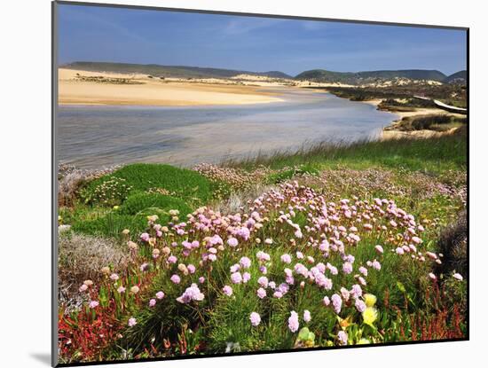 Armeria Pungens Blossom. Costa Vicentina Nature Park, Portugal, Wild Atlantic Coast in Europe-Mauricio Abreu-Mounted Photographic Print