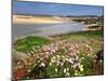 Armeria Pungens Blossom. Costa Vicentina Nature Park, Portugal, Wild Atlantic Coast in Europe-Mauricio Abreu-Mounted Photographic Print