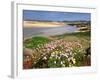 Armeria Pungens Blossom. Costa Vicentina Nature Park, Portugal, Wild Atlantic Coast in Europe-Mauricio Abreu-Framed Photographic Print