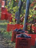 Grape Picking in Renato Ratti Vineyard, Piedmont, Italy-Armin Faber-Photographic Print