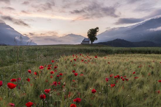 Premium Photographic Print, , large