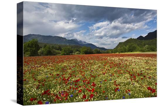 Stretched Canvas Print, , large