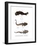 Armored Catfish-null-Framed Giclee Print