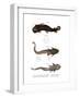 Armored Catfish-null-Framed Giclee Print