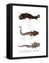 Armored Catfish-null-Framed Stretched Canvas