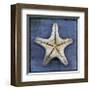 Armored Starfish Underside-John Golden-Framed Giclee Print