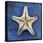 Armored Starfish Underside-John W Golden-Stretched Canvas