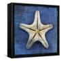 Armored Starfish Underside-John W Golden-Framed Stretched Canvas