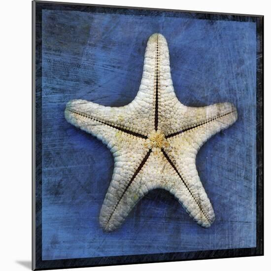 Armored Starfish Underside-John W Golden-Mounted Giclee Print