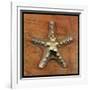 Armored Starfish-John W Golden-Framed Giclee Print