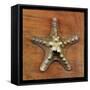 Armored Starfish-John W Golden-Framed Stretched Canvas