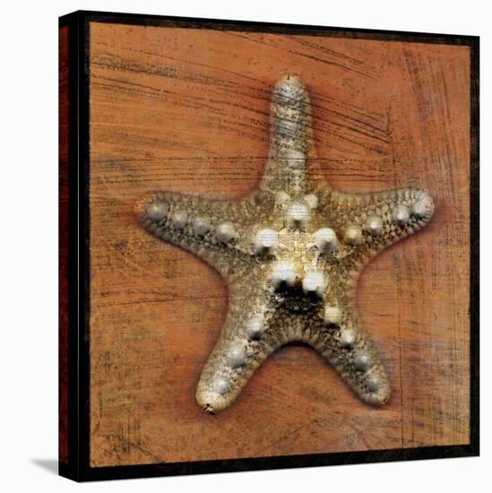 Armored Starfish-John W Golden-Stretched Canvas