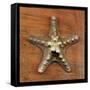 Armored Starfish-John W Golden-Framed Stretched Canvas