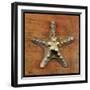 Armored Starfish-John W Golden-Framed Giclee Print