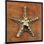 Armored Starfish-John W Golden-Mounted Giclee Print