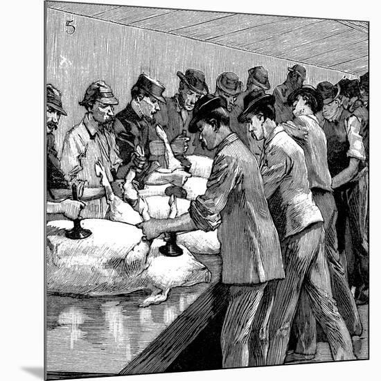 Armour Company's Pig Slaughterhouse, Chicago, Illinois, USA, 1892-null-Mounted Giclee Print