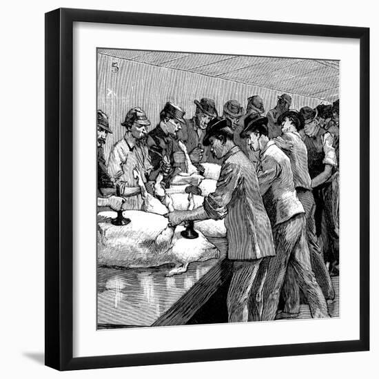 Armour Company's Pig Slaughterhouse, Chicago, Illinois, USA, 1892-null-Framed Giclee Print