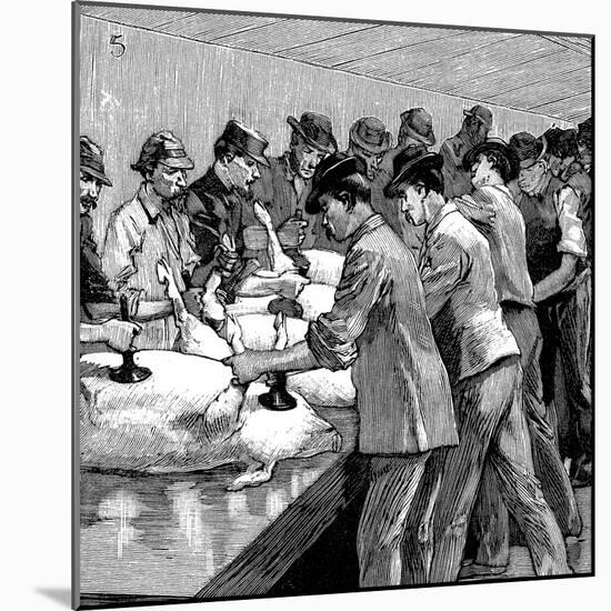 Armour Company's Pig Slaughterhouse, Chicago, Illinois, USA, 1892-null-Mounted Giclee Print