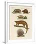 Armoured and Prickly Animals-null-Framed Giclee Print