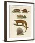 Armoured and Prickly Animals-null-Framed Giclee Print