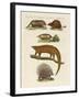 Armoured and Prickly Animals-null-Framed Giclee Print