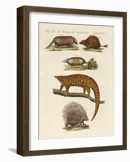 Armoured and Prickly Animals-null-Framed Giclee Print