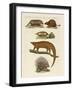 Armoured and Prickly Animals-null-Framed Giclee Print