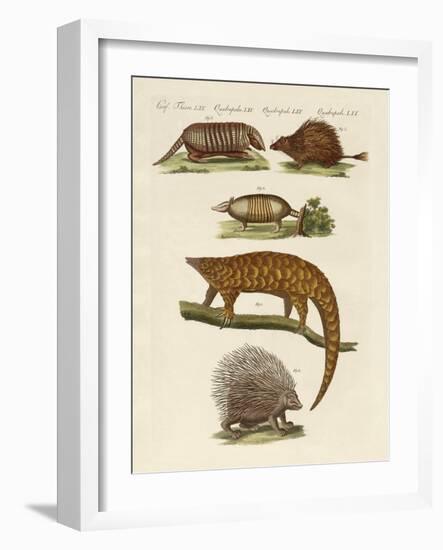 Armoured and Prickly Animals-null-Framed Giclee Print