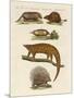 Armoured and Prickly Animals-null-Mounted Giclee Print