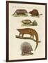 Armoured and Prickly Animals-null-Framed Premium Giclee Print