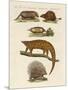 Armoured and Prickly Animals-null-Mounted Premium Giclee Print