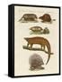 Armoured and Prickly Animals-null-Framed Stretched Canvas