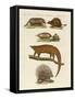 Armoured and Prickly Animals-null-Framed Stretched Canvas