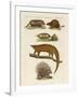 Armoured and Prickly Animals-null-Framed Giclee Print