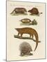 Armoured and Prickly Animals-null-Mounted Giclee Print